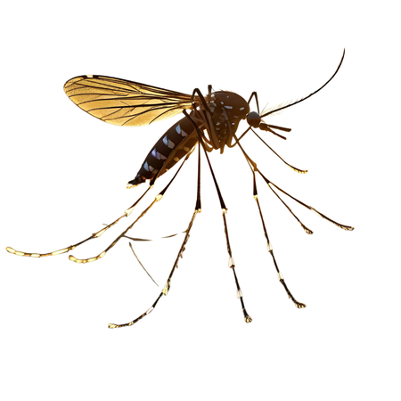 mosquito-control-dubai